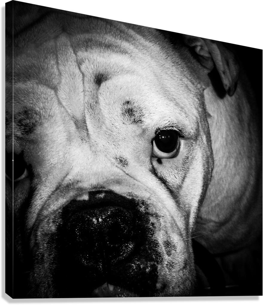 bully brute Canvas Print