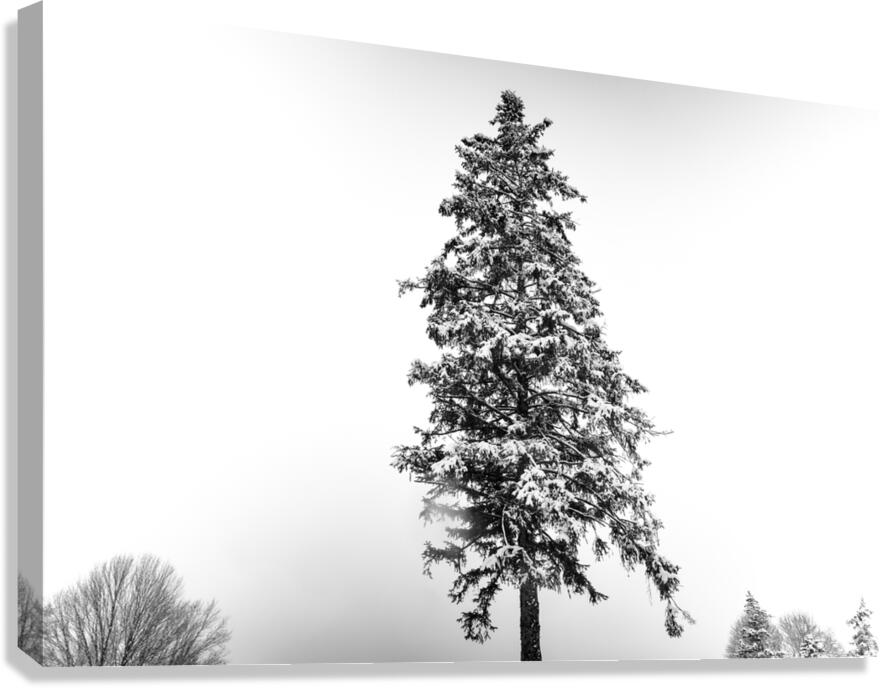 LONELY Canvas Print