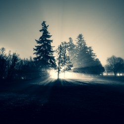 THE COMING