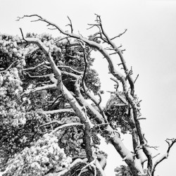 WINDSWEPT