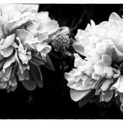 SPRING TIME