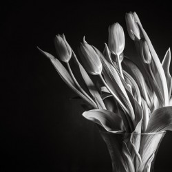 JUST TULIPS