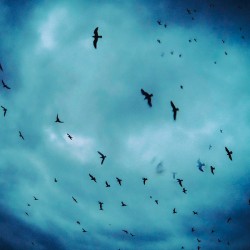 BIRDS BLUE