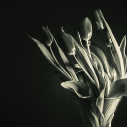 STUDY IN TULIPS 