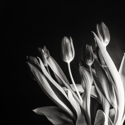 STUDY IN TULIPS 2