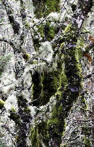 Winter Moss Washington State