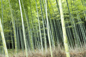 Bamboo Temple Grove Japan