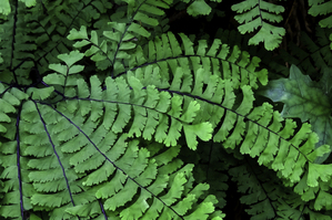 Spring Ferns