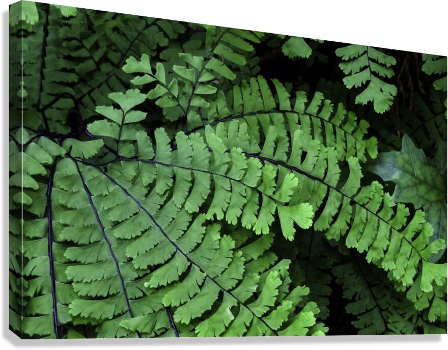 Spring Ferns Canvas Print