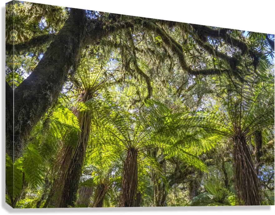 Fern Forest  Canvas Print