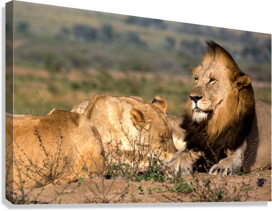 Lion Tracking Canvas Print