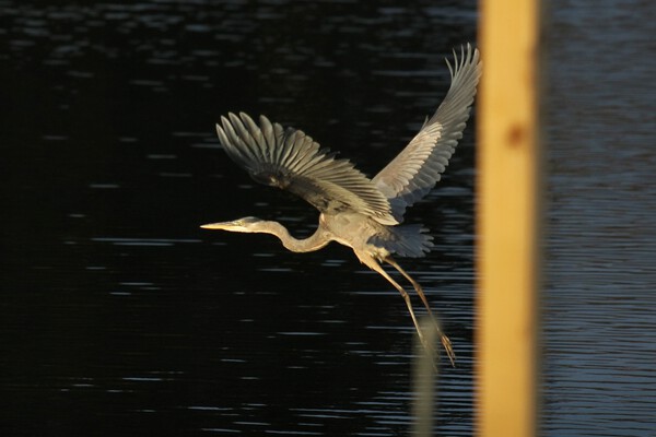 20211205160242 IMG 6577 2 by Chad Shumaker