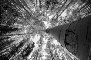 Aspens