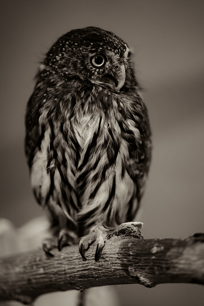Hoo Hoo Print