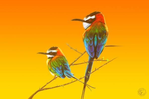 African Swallows (Wide) Print