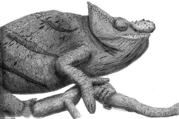 Cavalier Chameleon Print
