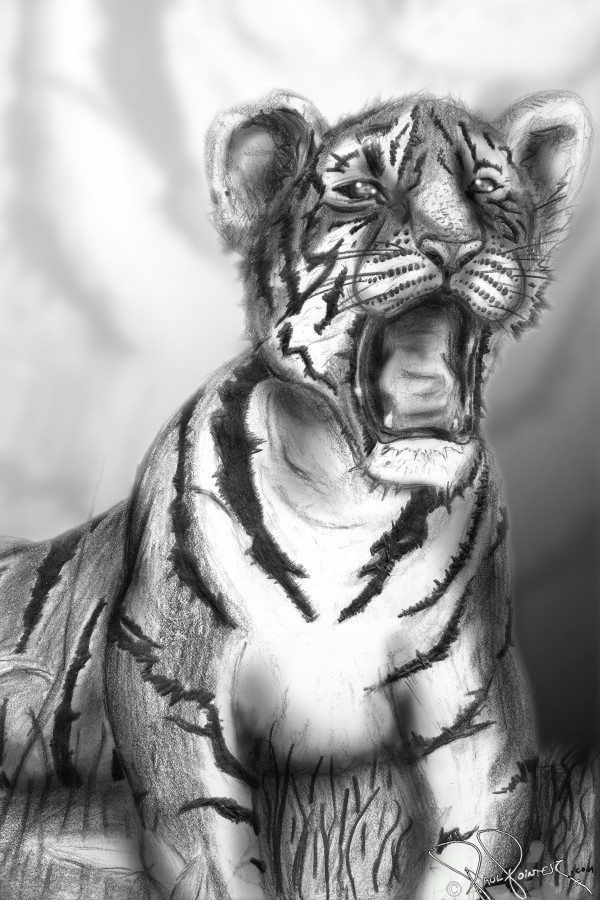 Morning Tiger Print