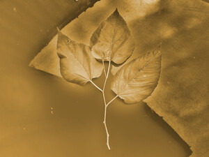 Brown leaves.