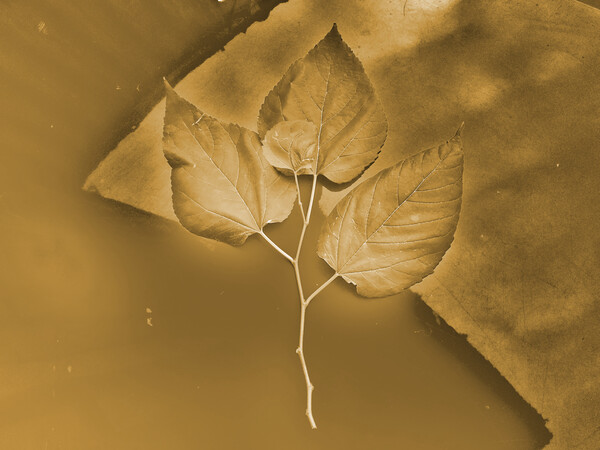 Brown leaves. Print