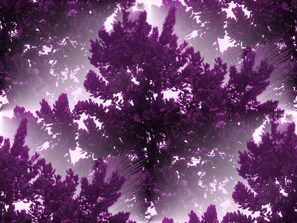 Trees. Print