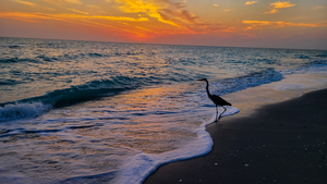 Crane on the Beach