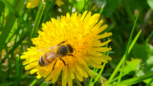 Bee