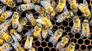 Cluster of Bees