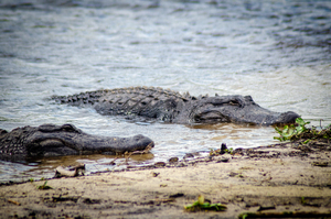 Lazy Alligators
