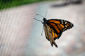 Monarch Butterfly