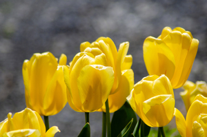 Yellow Tulips