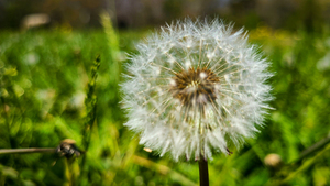 Dandelion