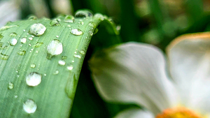 Water drops