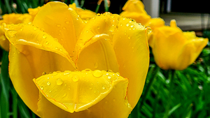 Yellow Flower