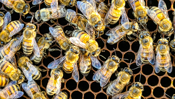Cluster of Bees by AlaskanBoy