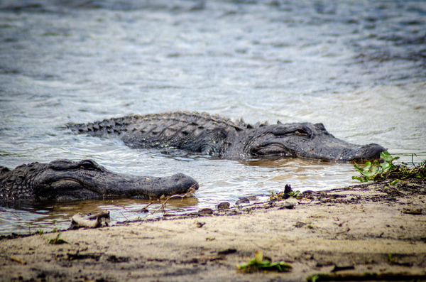 Lazy Alligators Print