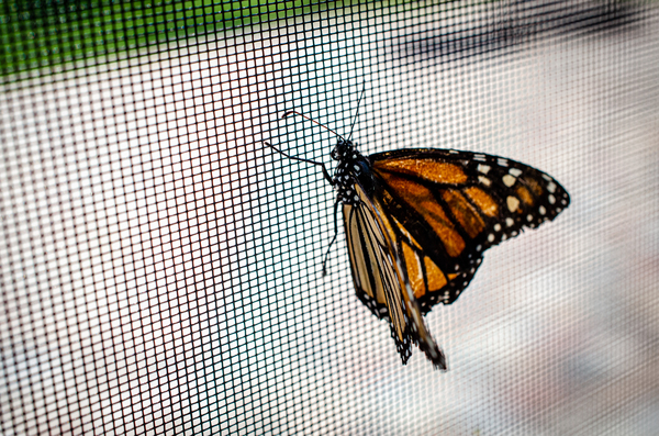Monarch Butterfly Print