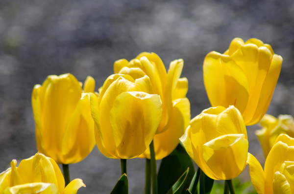 Yellow Tulips Print