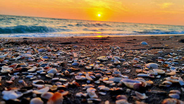 Sea Shells Print