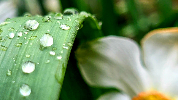 Water drops Print