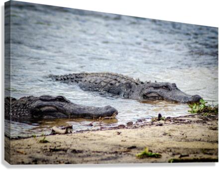 Lazy Alligators Canvas Print