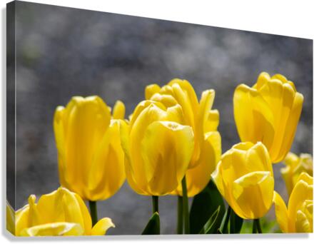 Yellow Tulips Canvas Print