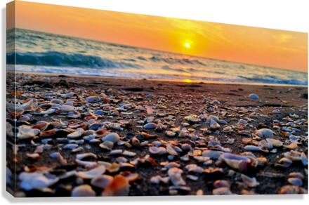 Sea Shells Canvas Print