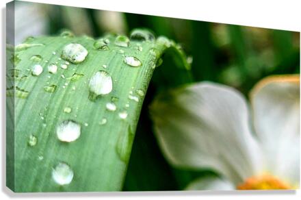 Water drops Canvas Print