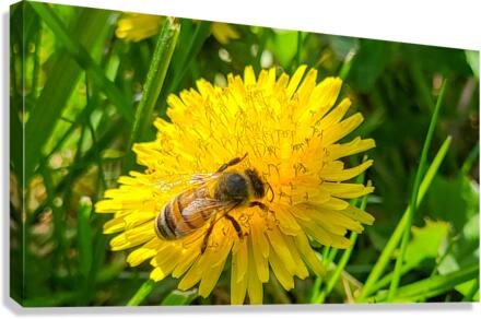 Bee Canvas Print