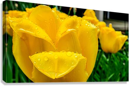 Yellow Flower Canvas Print