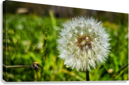 Dandelion Canvas Print