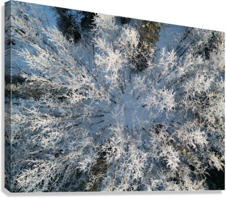 Snowy Trees Canvas Print