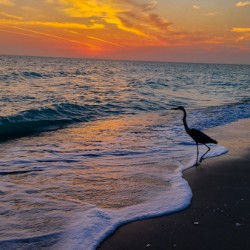 Crane on the Beach