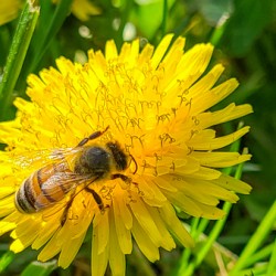 Bee