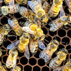 Cluster of Bees
